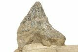 Fossil Primitive Whale (Pappocetus) Jaw Section - Morocco #217934-4